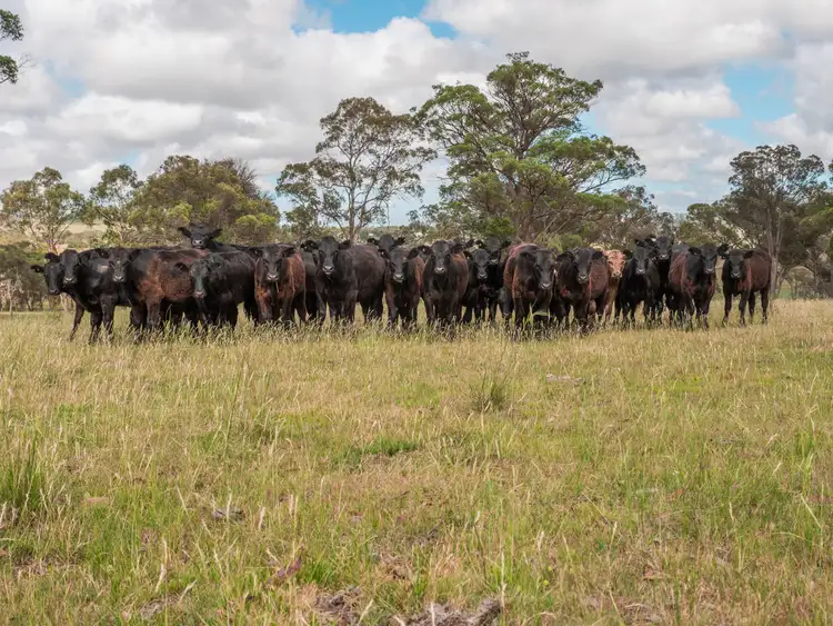 Sixth view of Homely rural property listing, 511 Long Swamp Road, Armidale NSW 2350