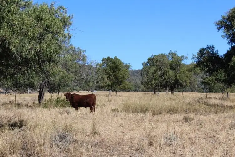 Second view of Homely rural property listing, '' Springdale", Gravesend NSW 2401
