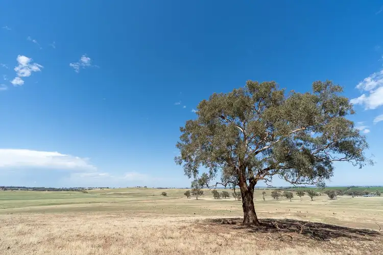 Third view of Homely rural property listing, 'Old Beri' Euchareena, Molong NSW 2866