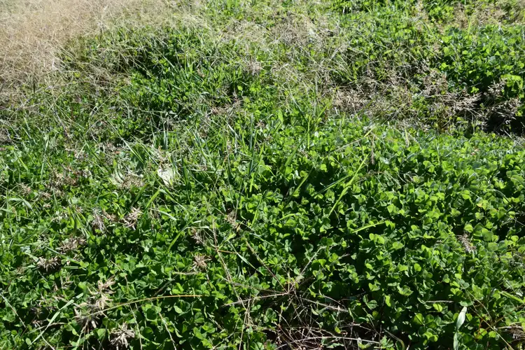 Fifth view of Homely rural property listing, 'Old Beri' Euchareena, Molong NSW 2866