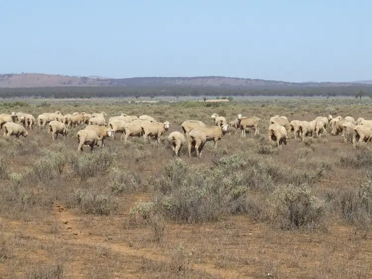 Sixth view of Homely rural property listing, "Coonibar" Goyder Highway, Burra SA 5417