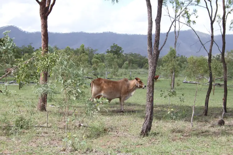 Fourth view of Homely rural property listing, Lot 14 Atkinson Road, Kunwarara QLD 4702