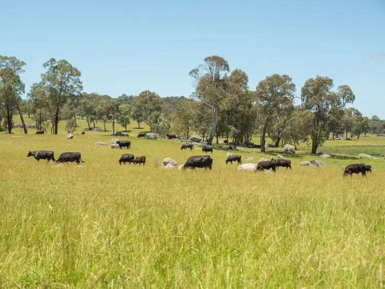Second view of Homely rural property listing, 286 Mount Mitchell Road, Guyra NSW 2365