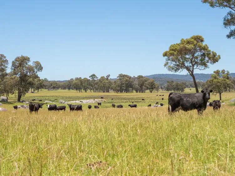 Third view of Homely rural property listing, 286 Mount Mitchell Road, Guyra NSW 2365