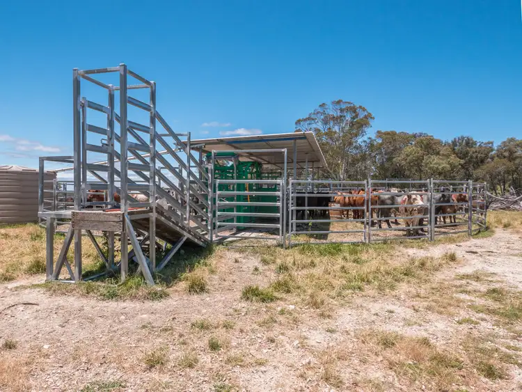Sixth view of Homely rural property listing, 286 Mount Mitchell Road, Guyra NSW 2365
