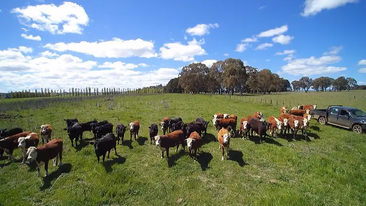 Third view of Homely rural property listing, 8 Winters Road, Glen Innes NSW 2370