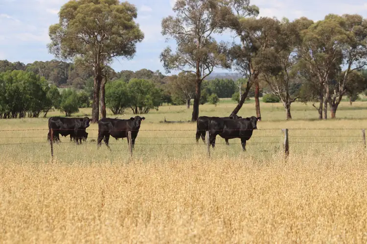 Fifth view of Homely rural property listing, 8 Winters Road, Glen Innes NSW 2370