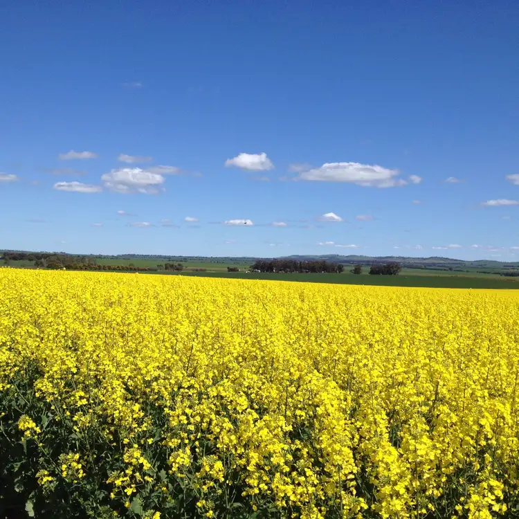 Main view of Homely rural property listing, "Manordale" Bradleys Road, Farrell Flat SA 5416