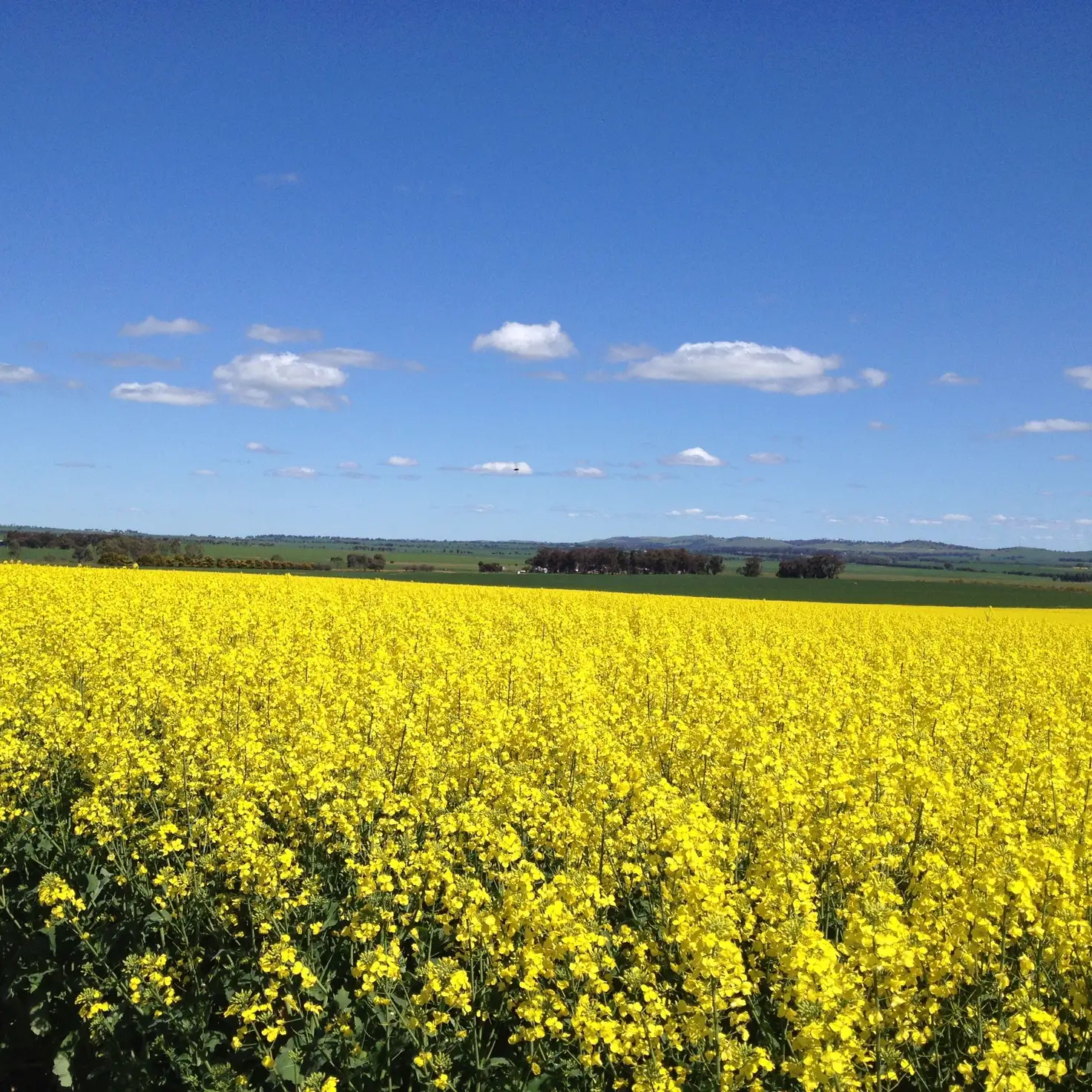 Main view of Homely rural property listing, "Manordale" Bradleys Road, Farrell Flat SA 5416