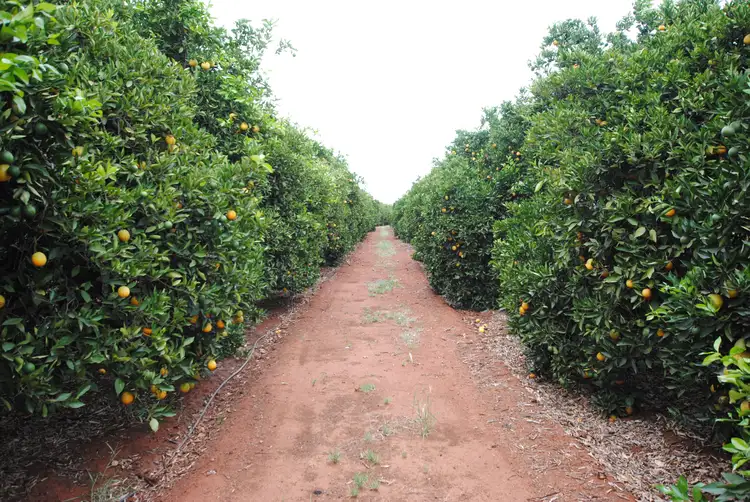 Main view of Homely rural property listing, Farm 635 Rankins Springs Road, Beelbangera NSW 2680