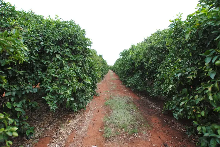 Seventh view of Homely rural property listing, Farm 635 Rankins Springs Road, Beelbangera NSW 2680