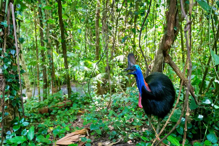 Fourth view of Homely house listing, Lot 1 Black Mountain Road, Kuranda QLD 4881