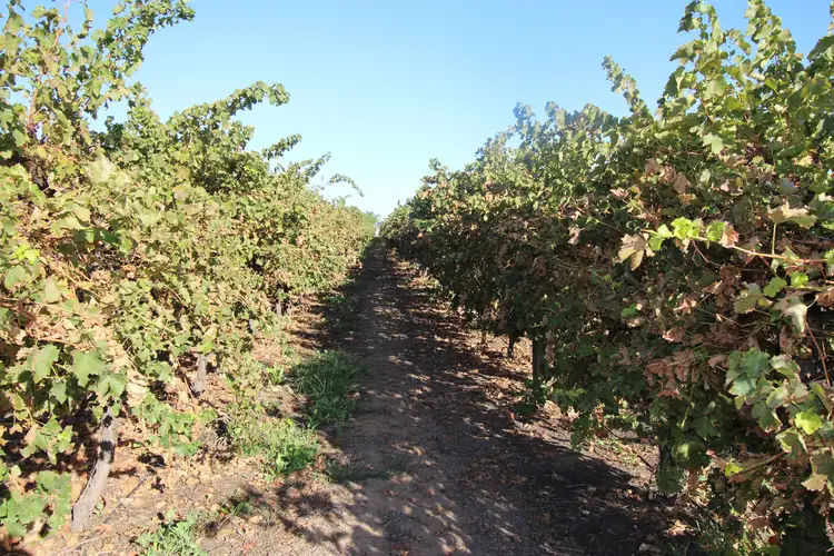 Lot 723 Begara Street, Renmark SA 5341