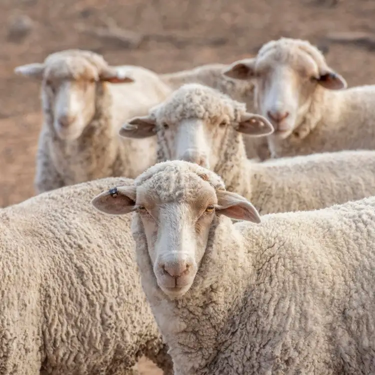 Fourth view of Homely rural property listing, 11677 Quilbone Merri Merri Road, Quambone NSW 2831