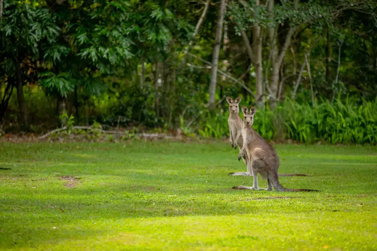 Second view of Homely house listing, 211 Ballinger Road, Buderim QLD 4556
