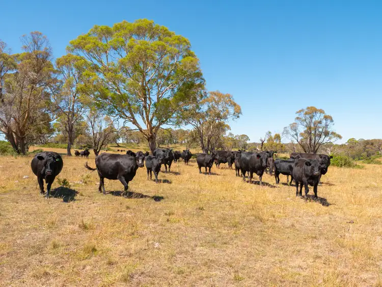 Fifth view of Homely rural property listing, 5736 New England Highway, Llangothlin NSW 2365