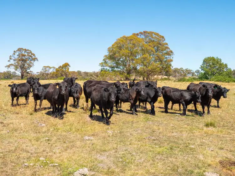 Seventh view of Homely rural property listing, 5736 New England Highway, Llangothlin NSW 2365