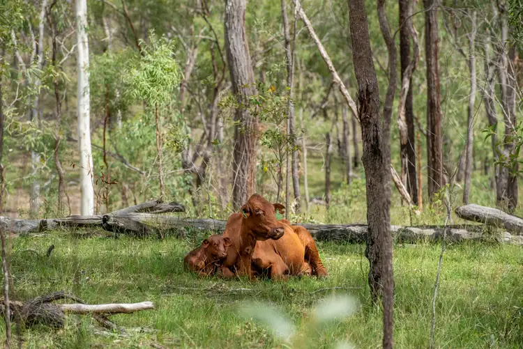 Fifth view of Homely rural property listing, 1519 Agnesvale Road, Kullogum QLD 4660