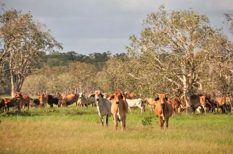 Sixth view of Homely rural property listing, 'Bar Plains' 390 Bar Plains Road, St Lawrence QLD 4707