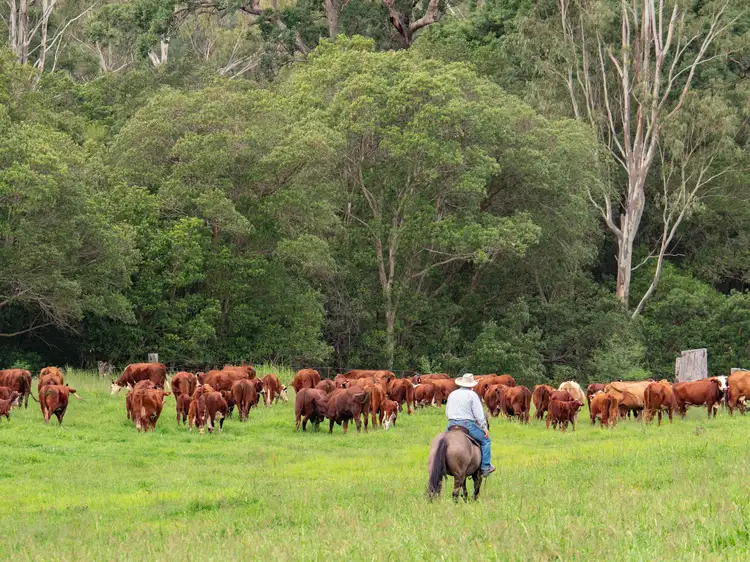 Third view of Homely rural property listing, 283 Rodgers Road, Tabulam NSW 2469