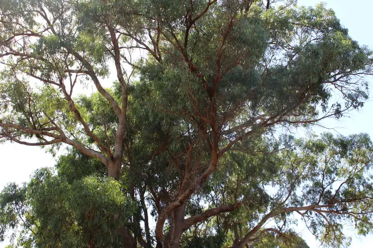 Seventh view of Homely land listing, Lot 2 Winery Drive, Karnup WA 6176