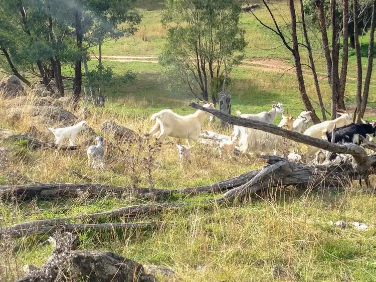 Sixth view of Homely rural property listing, 2022 The Bridle Track, Bruinbun NSW 2795