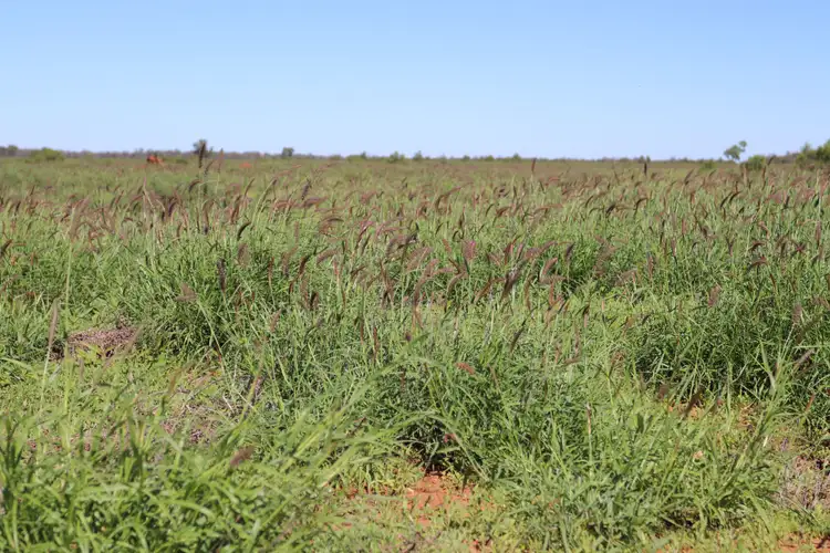 Main view of Homely rural property listing, 2705 Adavale Road, Charleville QLD 4470