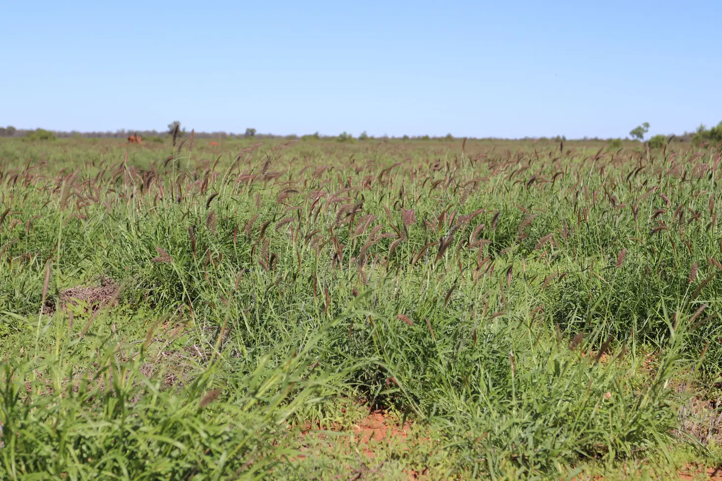 Main view of Homely rural property listing, 2705 Adavale Road, Charleville QLD 4470