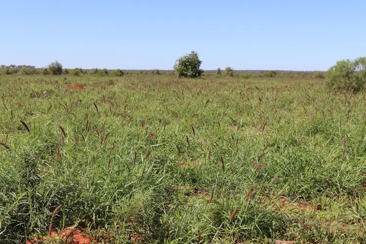Fifth view of Homely rural property listing, 2705 Adavale Road, Charleville QLD 4470