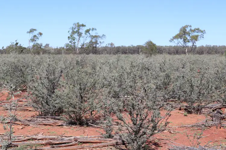 Sixth view of Homely rural property listing, 2705 Adavale Road, Charleville QLD 4470