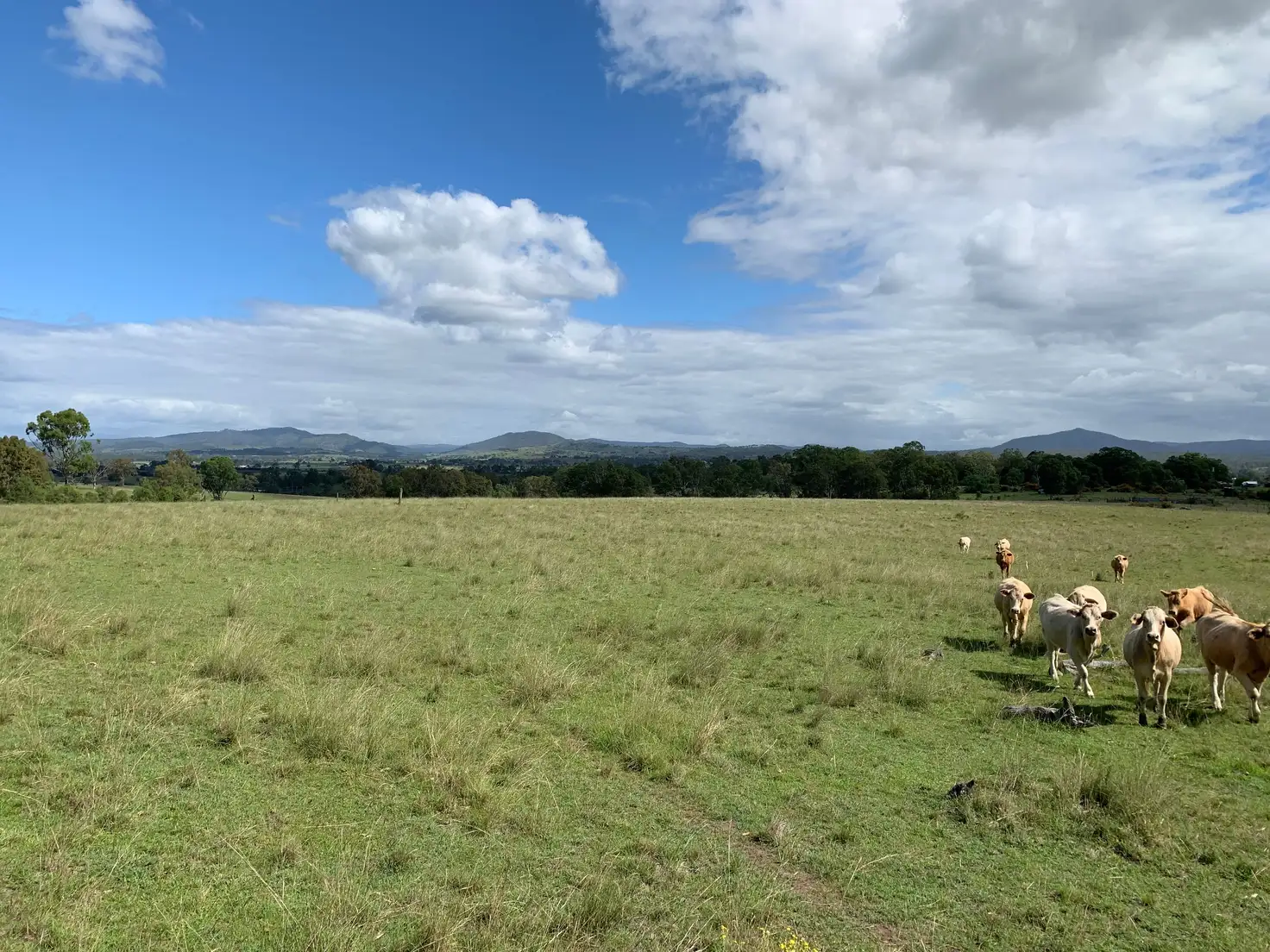 Main view of Homely rural property listing, 6097 Mount Lindesay Highway, Woodhill QLD 4285
