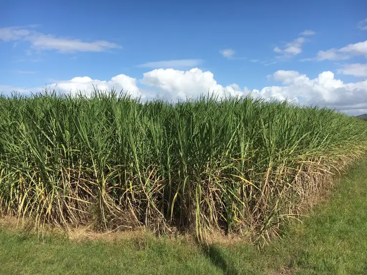 Sixth view of Homely rural property listing, 0 Vella Road, Sarina QLD 4737