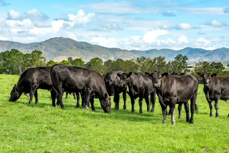 Main view of Homely rural property listing, 124 Jacks Road, Gloucester NSW 2422