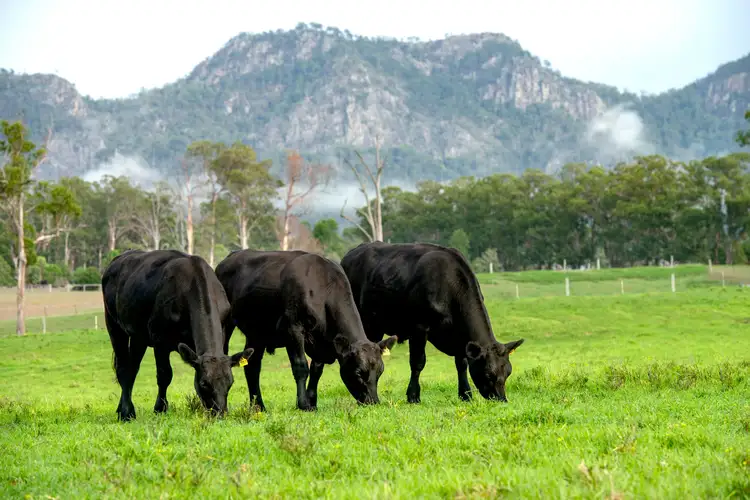 Second view of Homely rural property listing, 124 Jacks Road, Gloucester NSW 2422