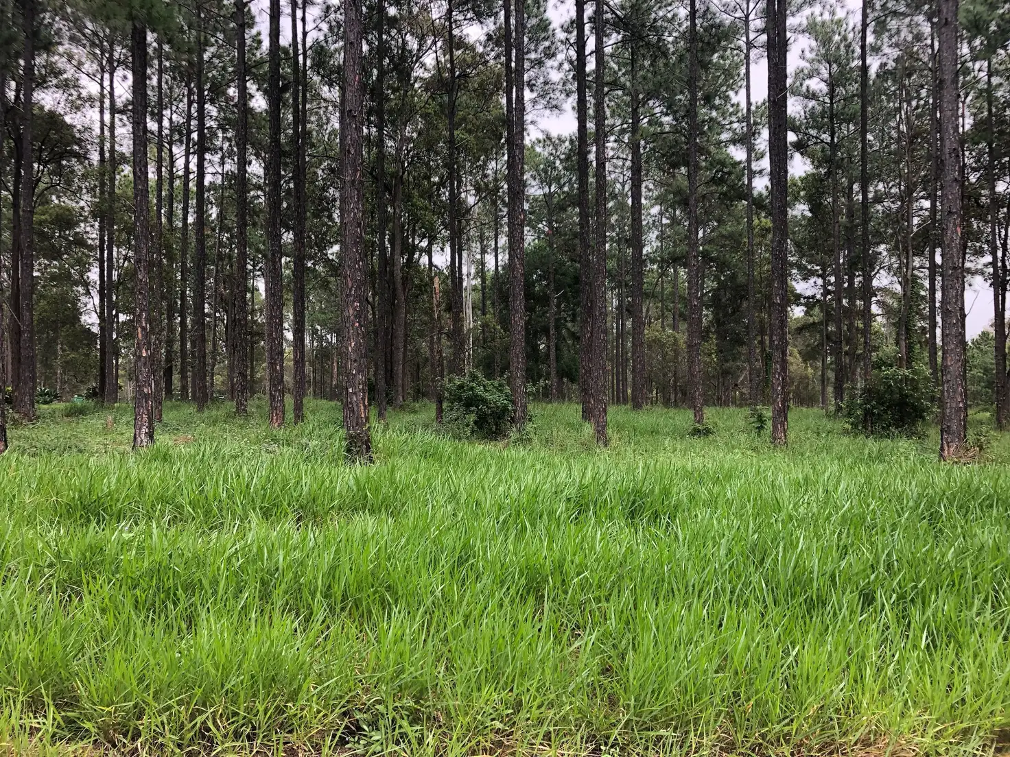 Main view of Homely land listing, 0 Arbortwenty Five Road, Glenwood QLD 4570