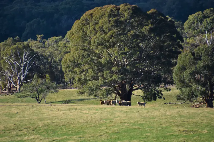 Second view of Homely rural property listing, 109 Tabberatong Road, Limekilns NSW 2795