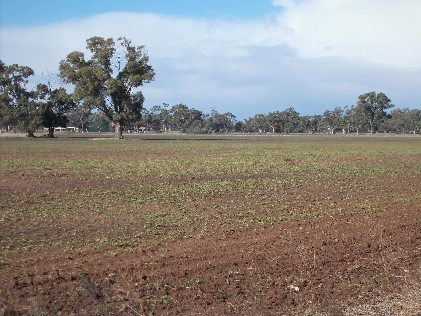 Main view of Homely rural property listing, Section 64 Pigeon Flat Road, Mundulla SA 5270