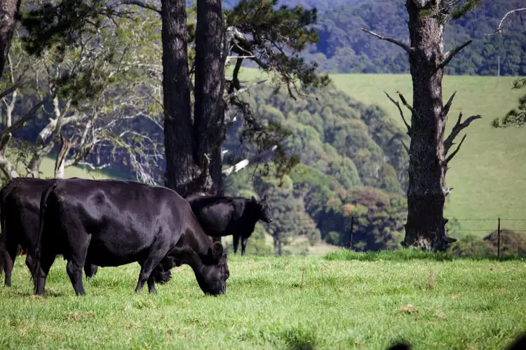 Second view of Homely rural property listing, Address available on request