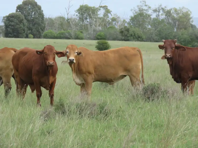 Second view of Homely rural property listing, Lot 25 Lancasters Road, Murgon QLD 4605