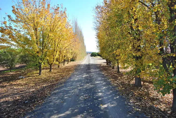 Fifth view of Homely rural property listing, 243 Burley Griffin Way, Yoogali NSW 2680