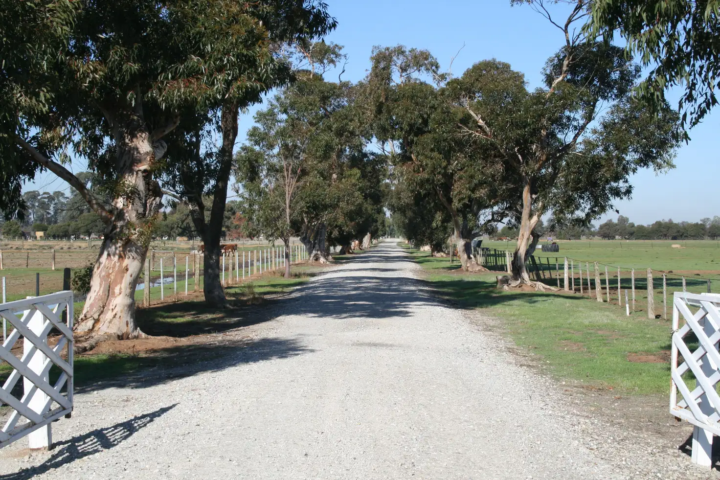 Main view of Homely rural property listing, 1239 McBain Road, Tongala VIC 3621