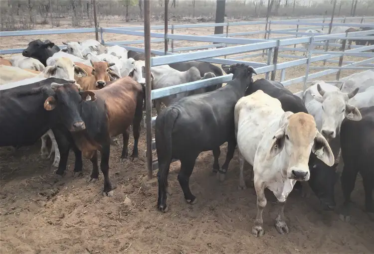 Third view of Homely rural property listing, 0 Tartulla, Mitchell QLD 4465