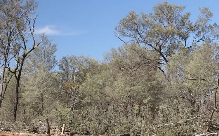 Fourth view of Homely rural property listing, 0 Tartulla, Mitchell QLD 4465