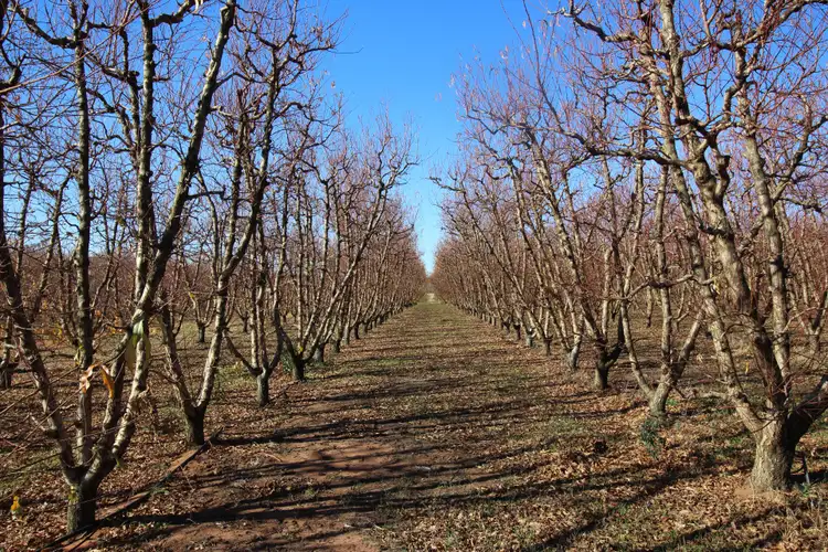 Second view of Homely rural property listing, 26 Sykes Lane, Lyrup SA 5343