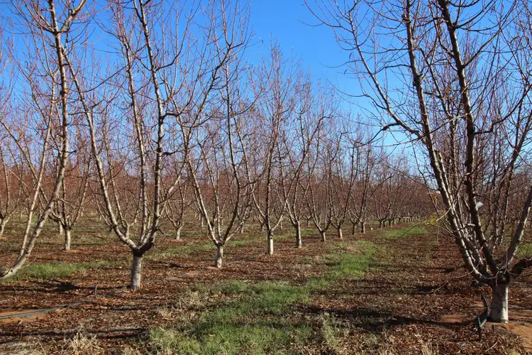 Third view of Homely rural property listing, 26 Sykes Lane, Lyrup SA 5343