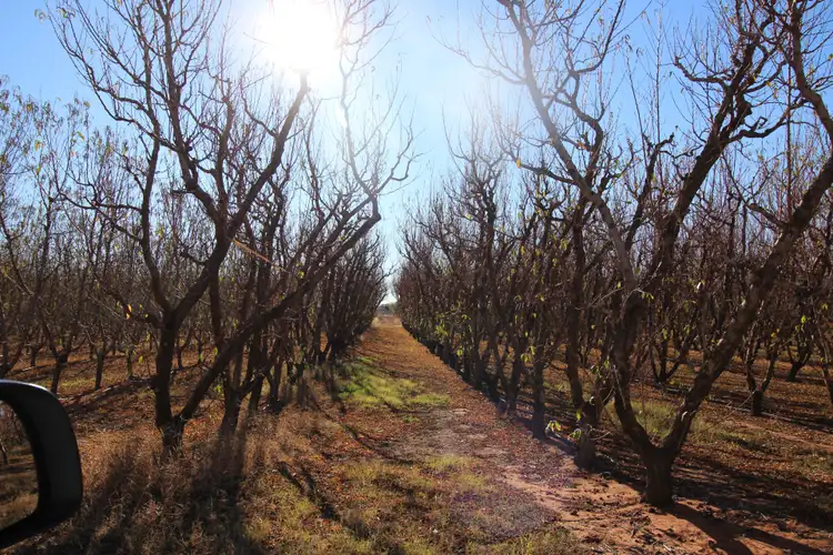 Fourth view of Homely rural property listing, 26 Sykes Lane, Lyrup SA 5343