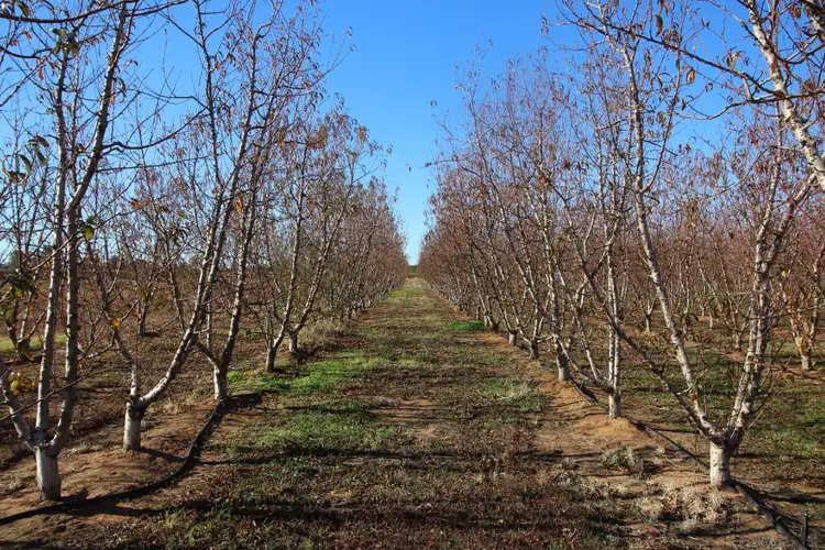 Fifth view of Homely rural property listing, 26 Sykes Lane, Lyrup SA 5343