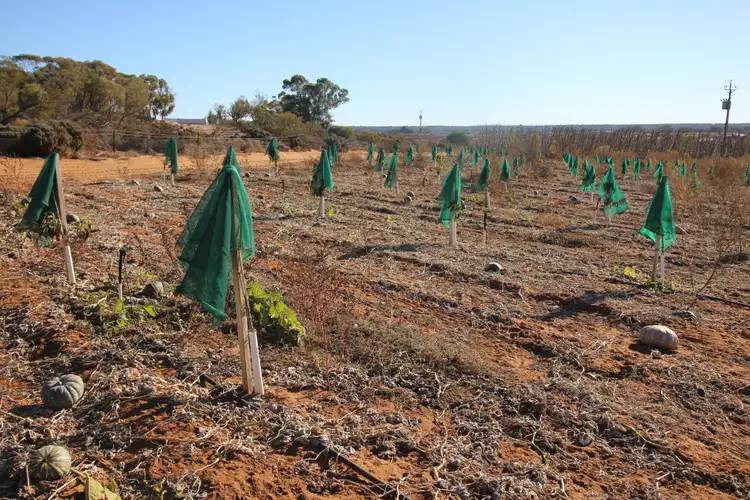 Sixth view of Homely rural property listing, 26 Sykes Lane, Lyrup SA 5343