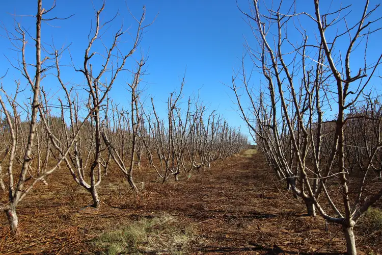 Seventh view of Homely rural property listing, 26 Sykes Lane, Lyrup SA 5343