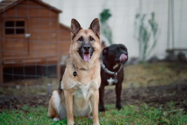 Fifth view of Homely house listing, 22 Reader Court, Banks ACT 2906